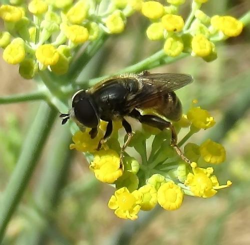 Réf. 288 690 : Merodon avidus